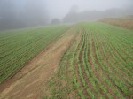 Terrace at Lewis Rd with new cover crop