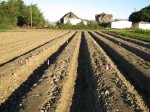 Strawberry rows at Redman farmland